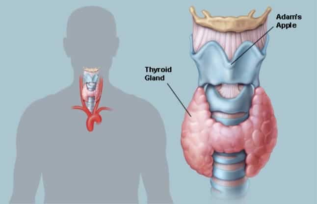 Thyroid Checkup - Dr. Debabrata Sarkar